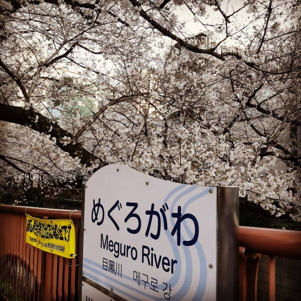 Hanami-meguro-river