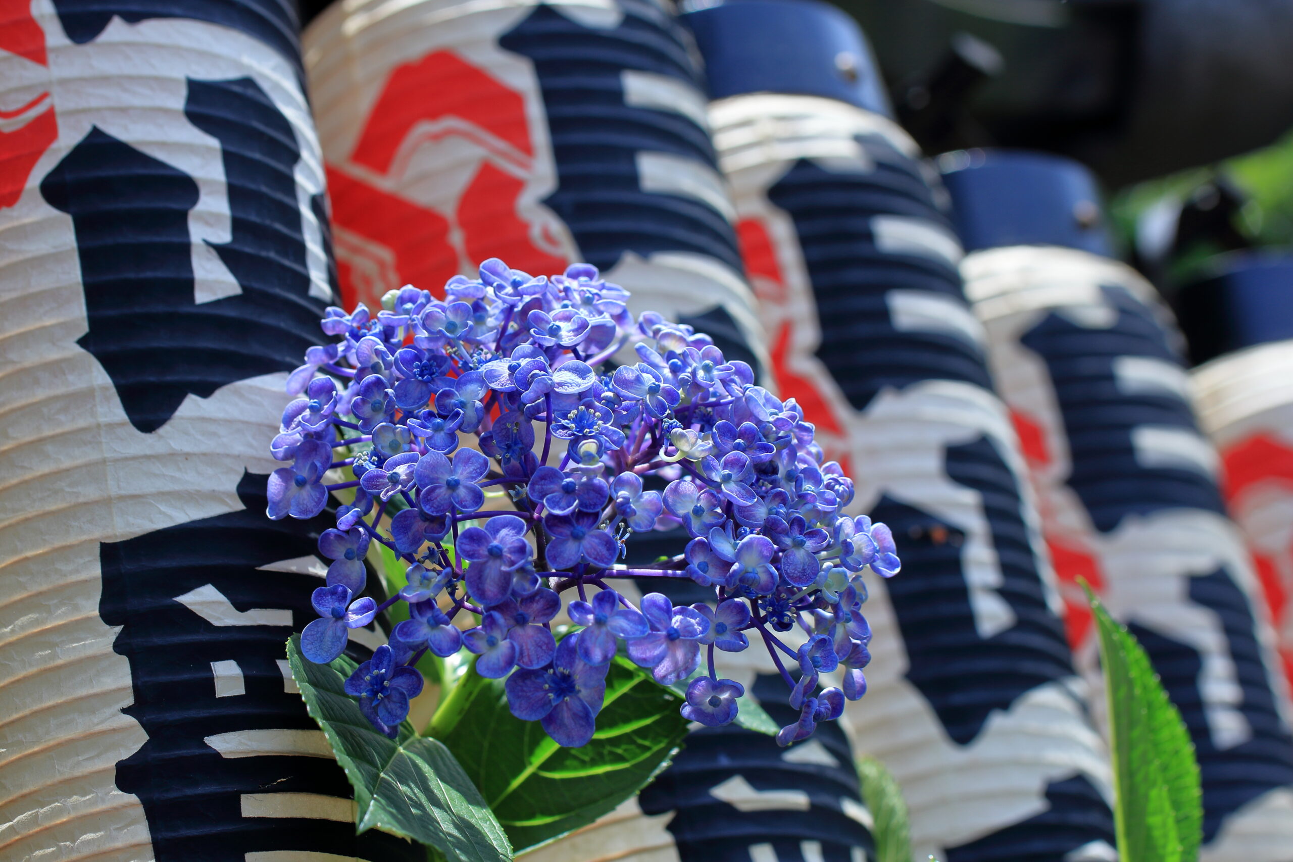 Hortensia