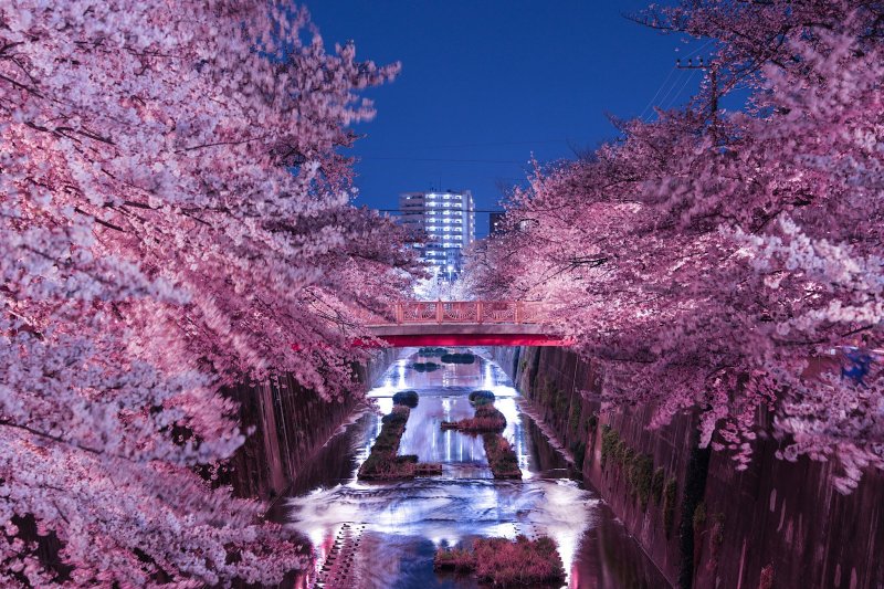 Hanami Sakura