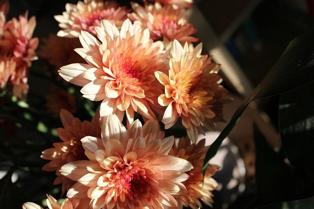 Chrysantheme